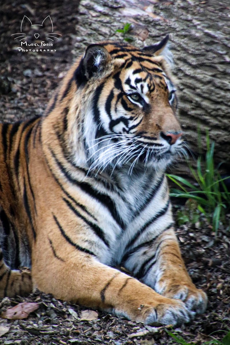 Tiger #londonzoo