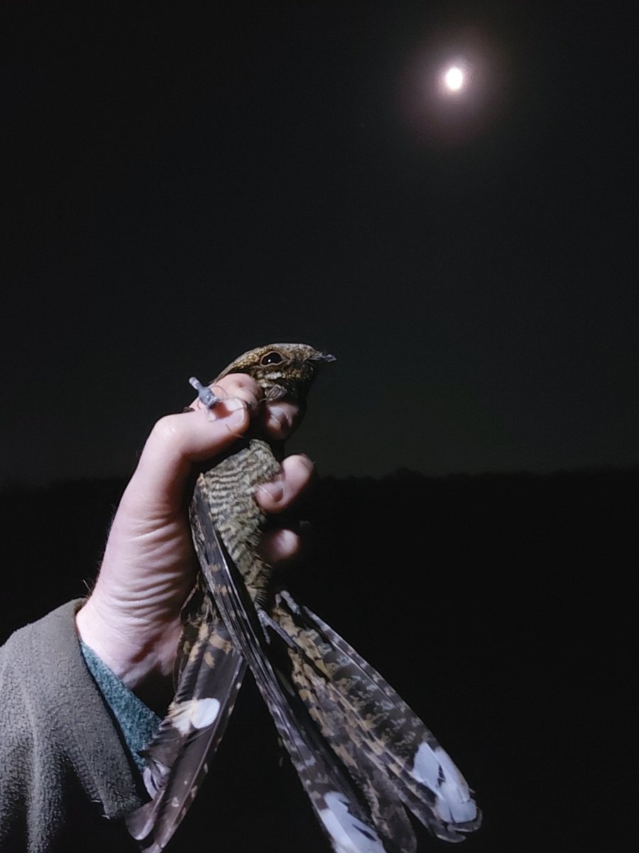 The Thetford Forest #nightjar season started well with many back on territory. Only 7 caught but 3 returning from 2023 including this male yeilding our first multi-sensor tag retrieval. Novel flight height data will help reveal the risks posed by wind turbines on migration.