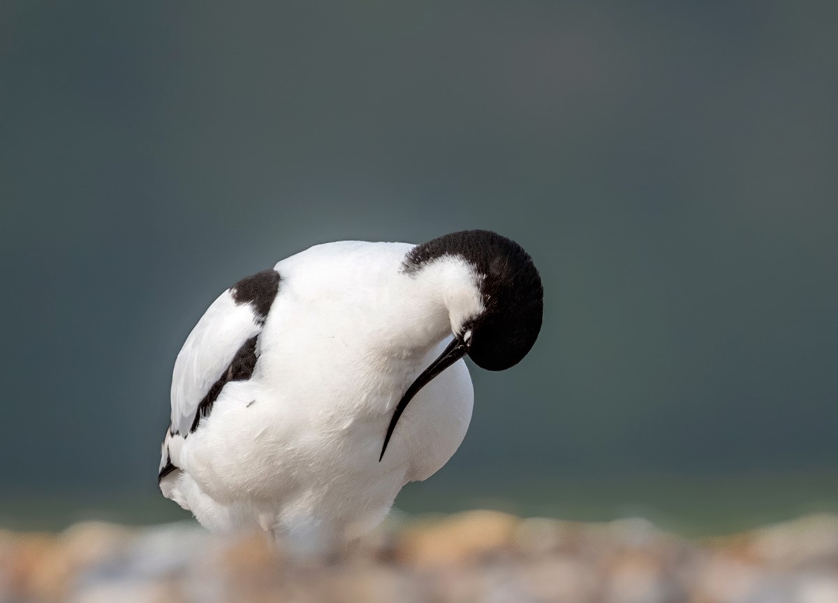 These avocets were among the shorebirds recorded by our volunteers on Blakeney Point today. They are readily identifiable by their long, black, up-turned bills, which they sweep from side to side in shallow water to catch aquatic insects, worms and crustaceans.

📷 Hanne Siebers