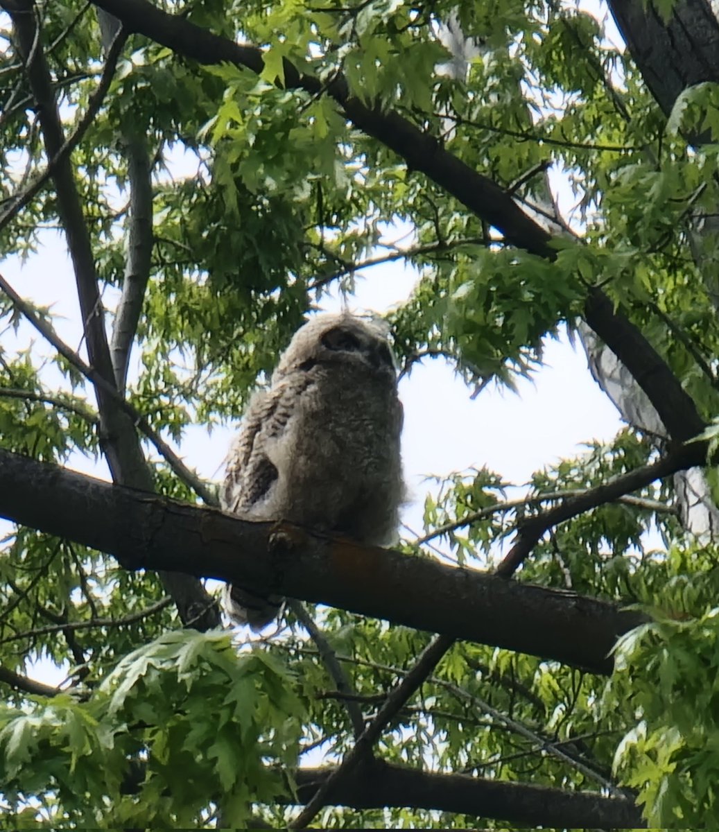 It's the baby Great Horned Owl!!!  He's very fluffy and was being harassed by the crows. I could hear Mama owl hooting from a nearby tree. I'm so damn excited to have gotten a pic. He's glorious!!! 😍😍
