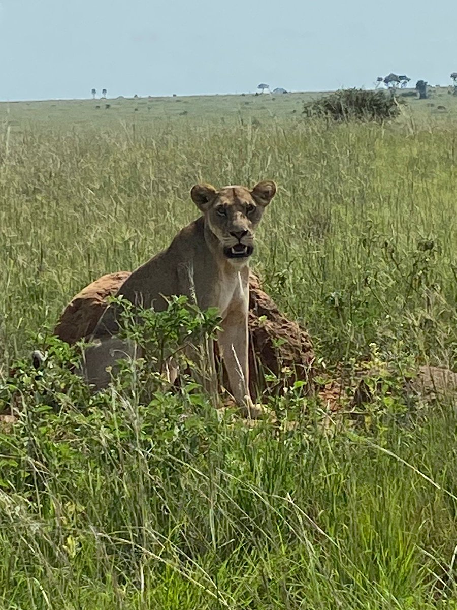 Procesa Group tweet media