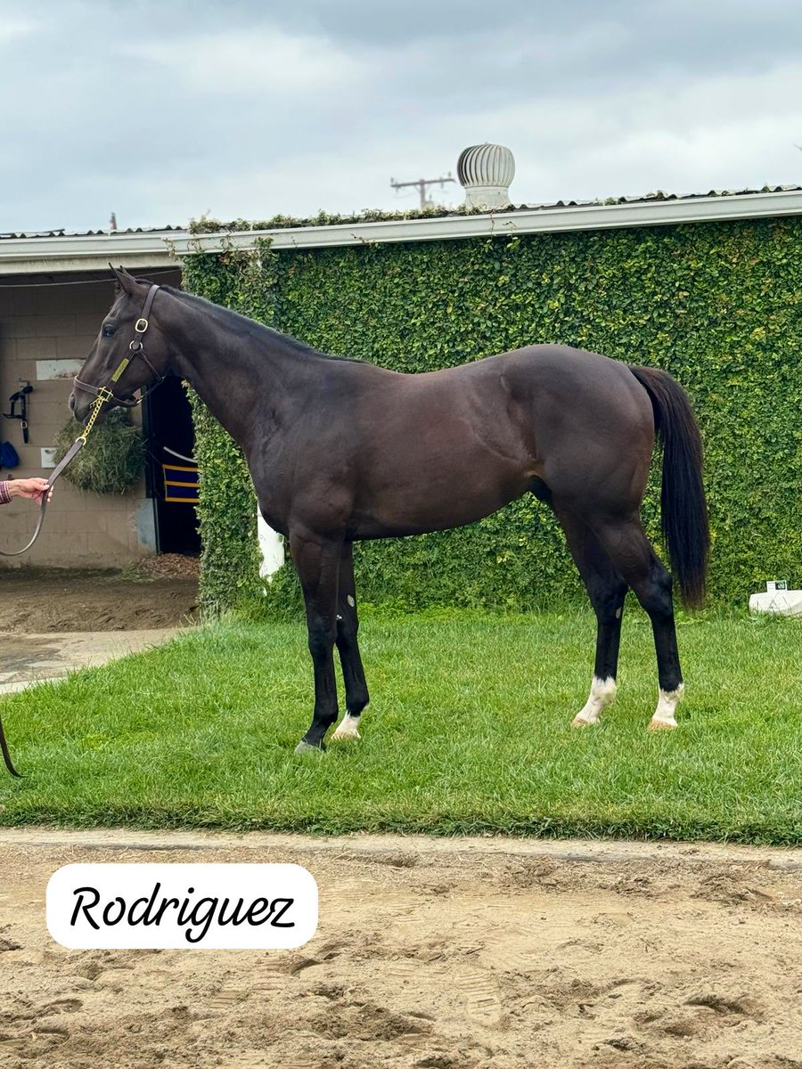 Two precocious 2-year-old colts by AUTHENTIC in work with Mike Marlow at @losalracing. They will gradually make their way to @santaanitapark #BoldVision #Rodriguez @BobBaffert