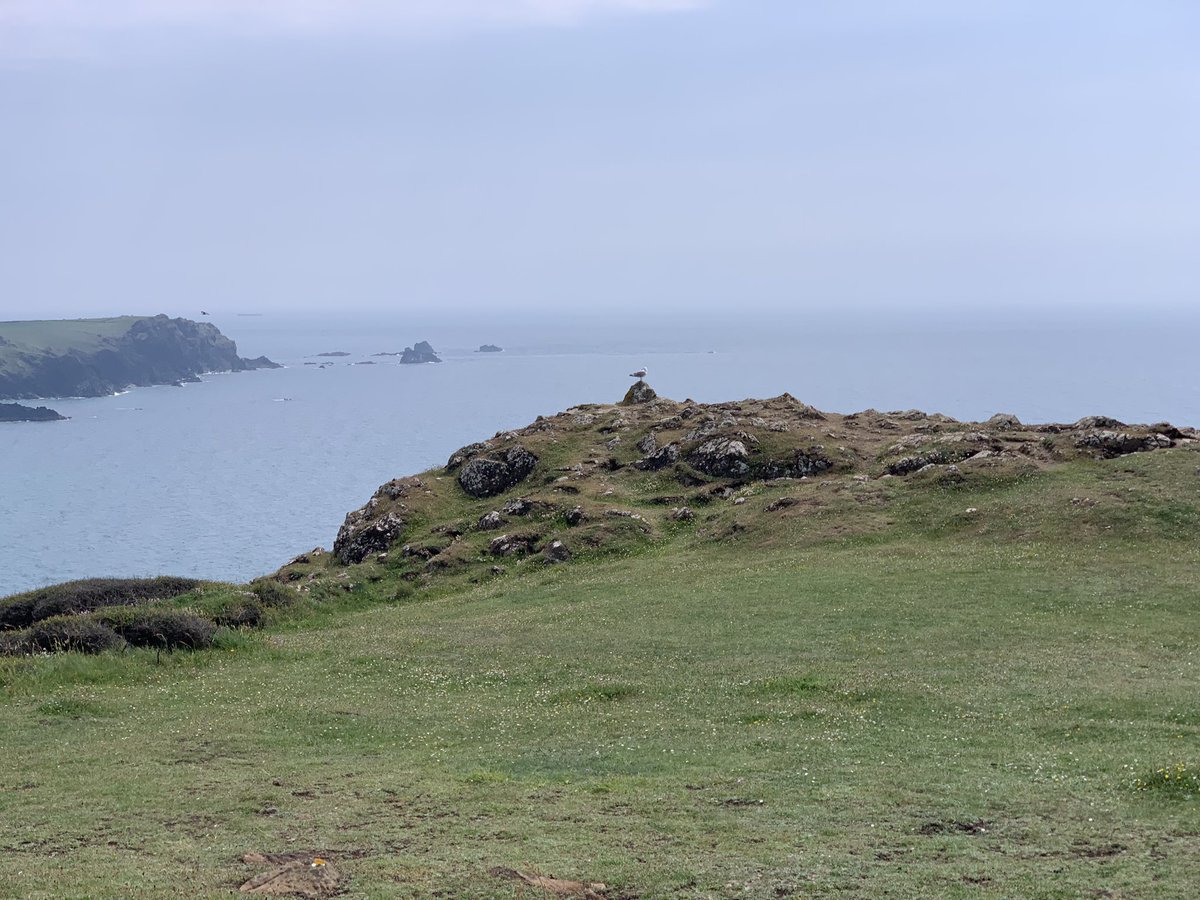 Crasstafari's tweet photo. Spot the infamous pasty snatcher of #Kernow &amp; much thanks to @MoleyMole01 https://t.co/nZgWDYmlQj