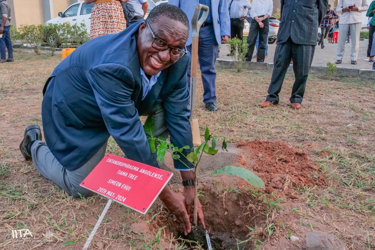 🧵
The first day of the IITA Board of Trustees' and Program Advisory Committee (PAC) meeting for 2024 ended with a tree planting exercise by members of the Board at the IITA Abuja Station in Kubwa.
.
#research #agriculture #foodsecurity #environment