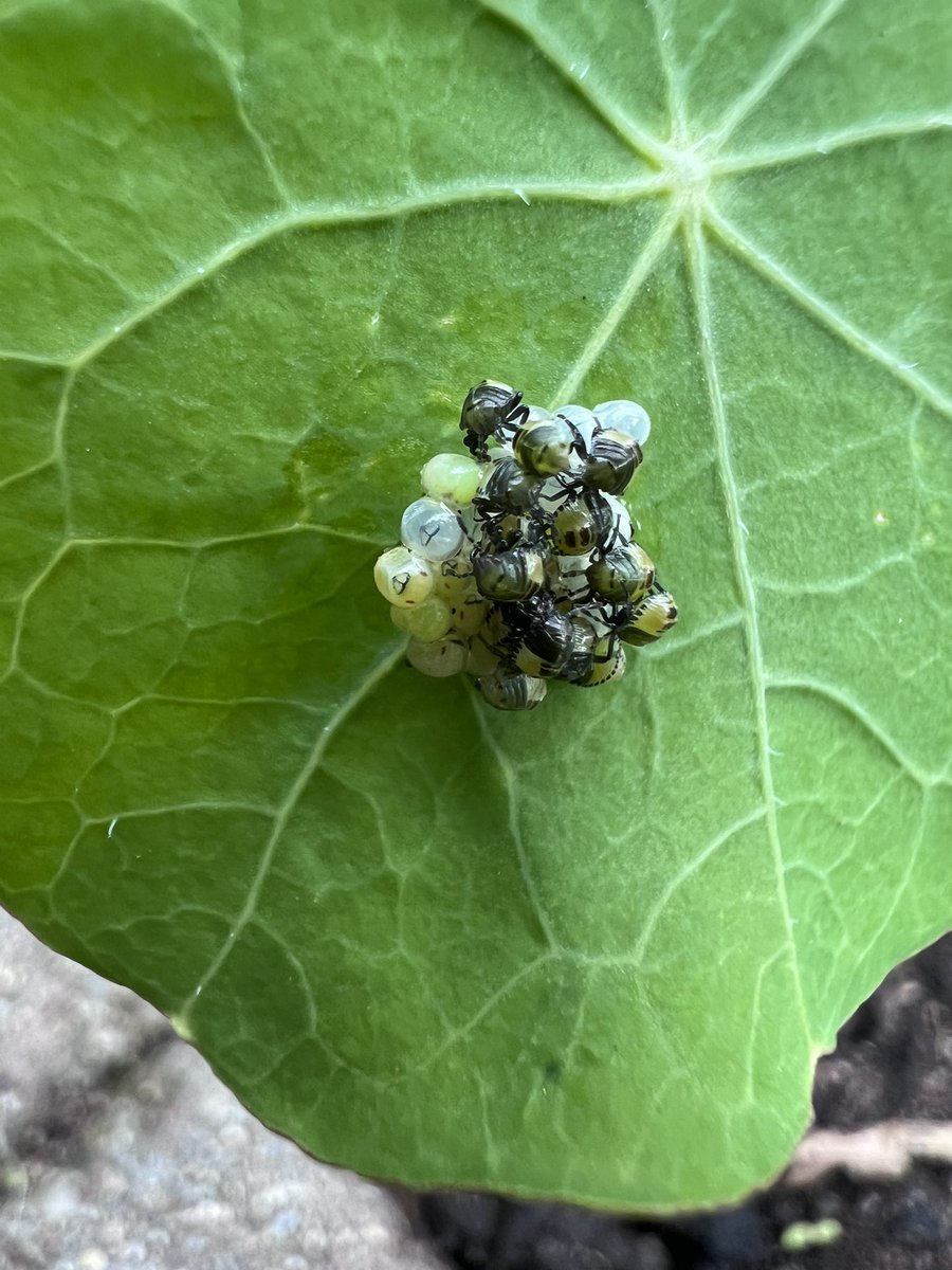 The Shieldbug eggs are hatching! Think it’s taken about a week. @Tazzyb @rockwolf74 #shieldbugs