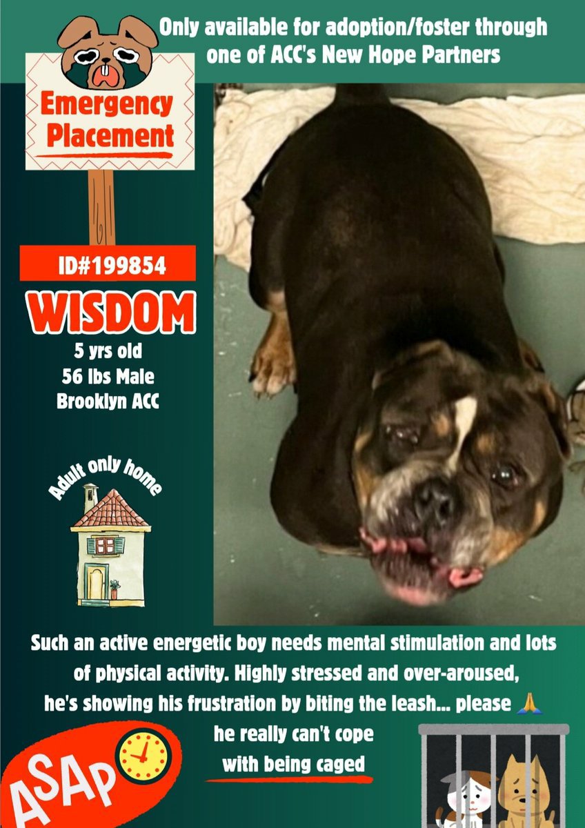 🆘️ NHO Kill Command WISDOM 5yrs 🆘️ Friendly loving boy feeling overwhelmed at shelter he needs out ASAP ‼️ #Foster wanted Urgently 🙏 Dm @CathyPolicky @SuzanneSugar #FostersSaveLives #RescueMe #NYCACC Rt Share #Pledge