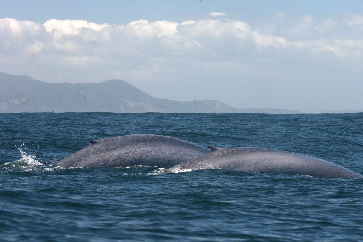 <a href="/susiebuchan/">susie</a> <a href="/ballenaschile/">Centro Ballena Azul</a> <a href="/DOCEUdeC/">Departamento de Oceanografía UdeC</a> <a href="/Ciencia_UdeC/">VRID UdeC</a> <a href="/am_sanhueza/">AnaMaríaSanhueza</a> <a href="/elpais_chile/">EL PAÍS Chile</a> Actualmente, trabaja en Caleta Chañaral de Aceituno, siguiendo a la  ballena fin. “Junto con la ballena azul son las especies más grandes del planeta: la azul puede llegar a los 33  metros y la fin, a los 27 metros. Son gigantes, y ambas se alimentan de  krill"