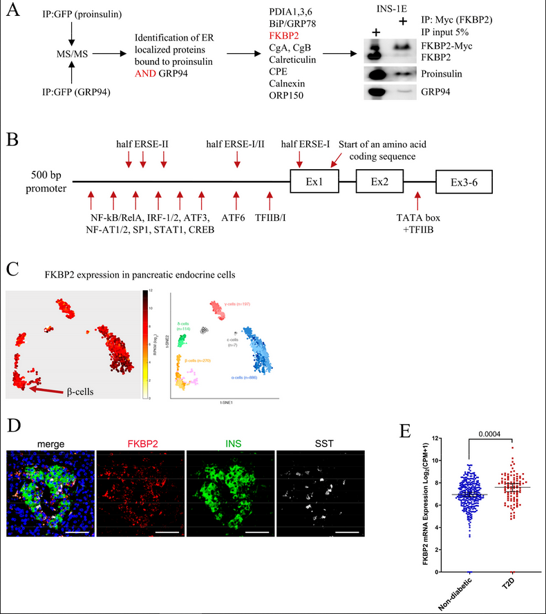 #HighlyAccessedPaper Read now ➡️ 'FK506-Binding Protein 2 Participates in Proinsulin Folding' by Carolin Hoefner, et al. 👉 brnw.ch/21wJZWt