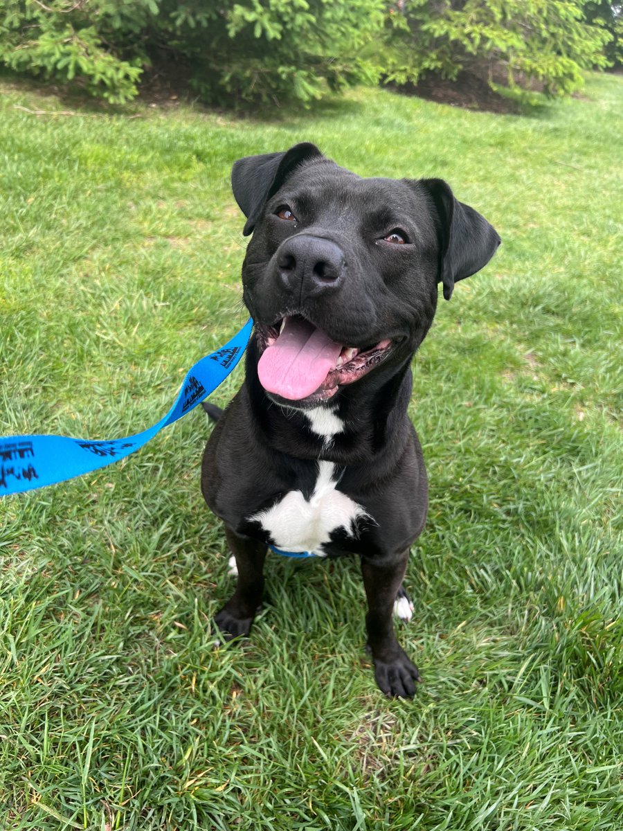 Even after 7 months in a shelter, Trudy is still smiling!! 😁 Trudy is an absolute ham! She loves to run around, chase tennis balls and roll around in the grass. Meet Trudy at our Best Buddy Center in Maryland Heights today!! 🐾 #TongueOutTuesday