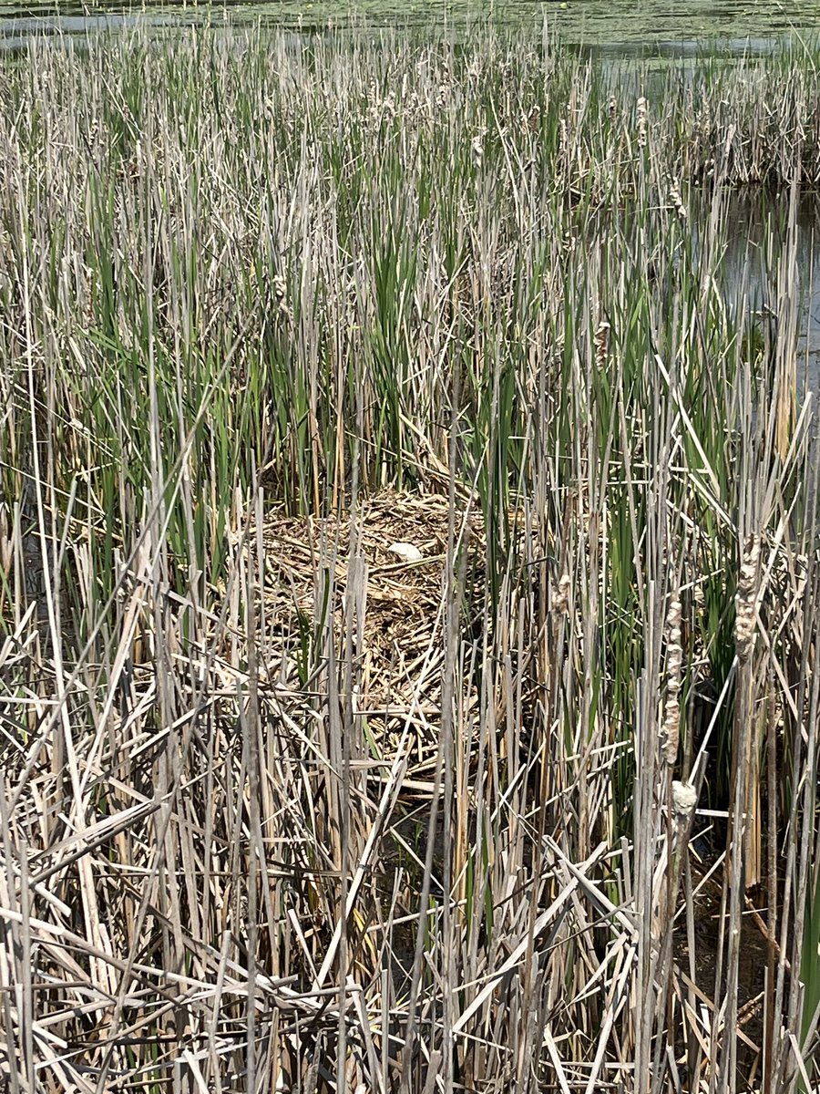 An incredible day in nature at the Frink Centre today! We have so many wonderings about the snakes, turtles, frogs, the large swan nest and eggs and many other plants and animals we spied today! Lots of inquiry learning going to happen this week with our photos! <a href="/EcoSchoolsCAN/">EcoSchools Canada</a>