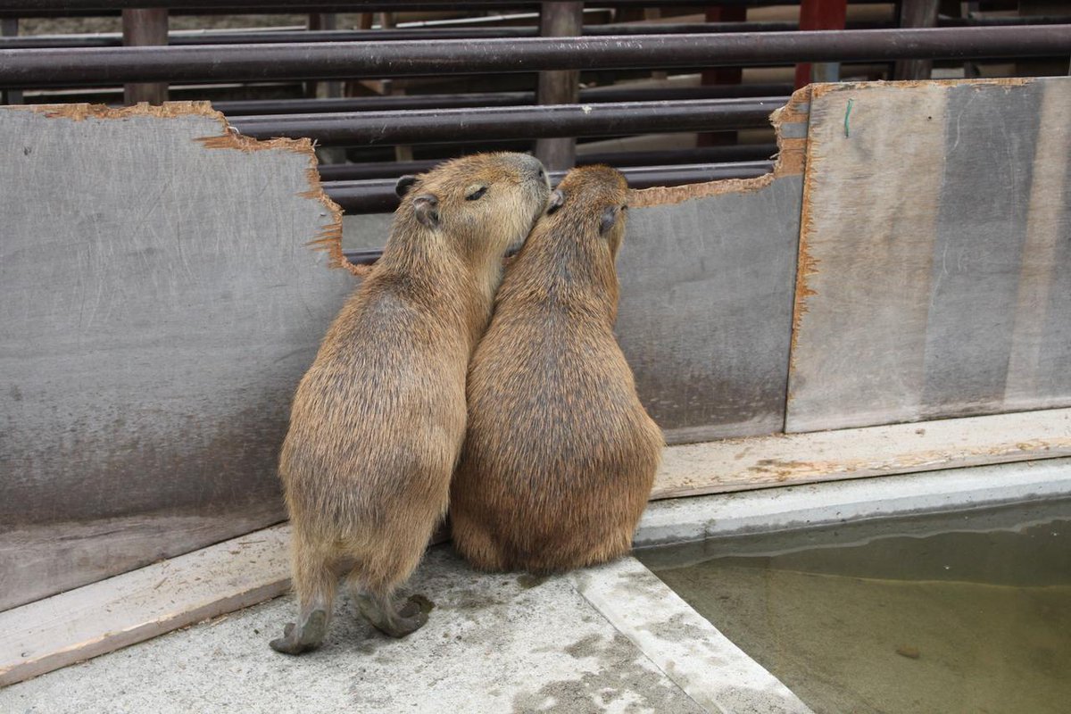 Capybara every hour (@capybarahourly) on Twitter photo 