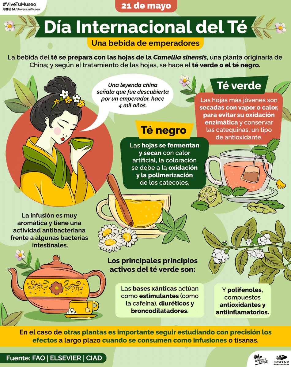 UniversumMuseo's tweet photo. #UnDíaComoHoy es el ¡Día Internacional del Té! 🫖🍵

Conoce las diferencias en el tratamiento de la hojas para obtener té verdeo té negro. 🤓💚🖤

#ViveTuMuseo https://t.co/Anqxb9lJRd