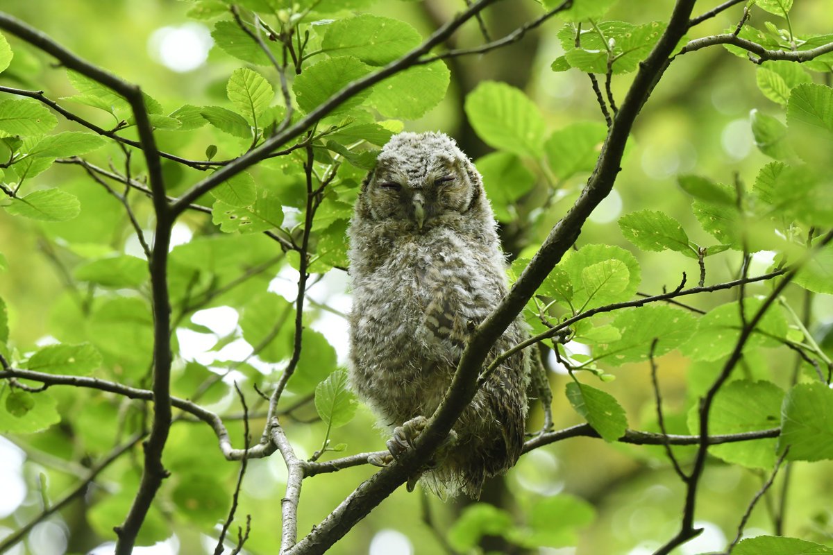 Great to see these tawny owlet had made up in the tree canopies with its parents this afternoon.