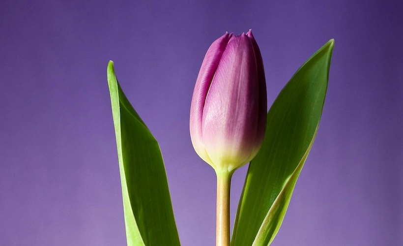 Same! This Tulip Would Rather Die Than Open Up: ow.ly/TfEn50RNXU5