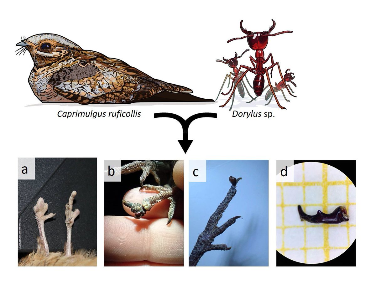 Our last paper is out! Some red-necked #nightjars suffer bite attacks that cause mutilation of the feet and toes. The crime scene is located over 3,000 km apart, and a tropical #ant species turned out to be the main culprit! ℹ️onlinelibrary.wiley.com/doi/full/10.10…