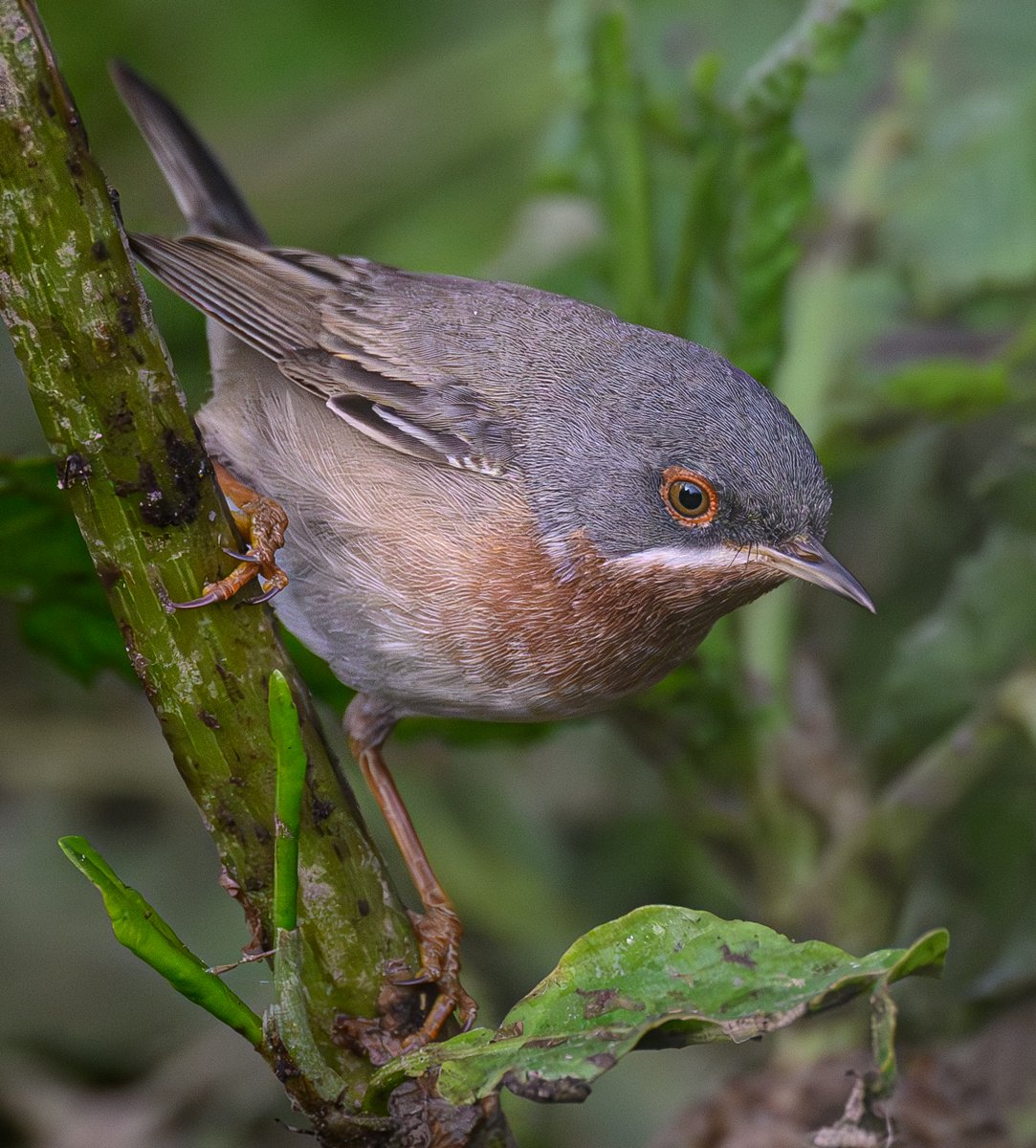 A Subalpine warbler on Lesvos island, Greece coming out of deep cover to drink at a water hole #NatureTherapy #Naturelovers #Naturelover #BirdsSeenin2024 #NatureGoneWild  #TwitterNaturePhotography #TwitterNatureCommunity