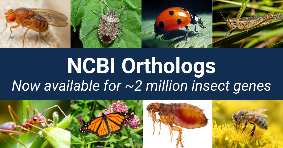 We recently released a set of orthologs for approximately 2 million insect genes! Learn how to use NCBI resources to find and access the orthologous genes, transcripts, and proteins: ow.ly/o3eG50RPq8Y #NCBICGR