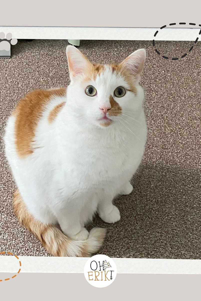 oherikofficial's tweet photo. Erik's not just any cat—he's a detective solving mysteries in his daydreams! Who knew our furry friends could lead such thrilling secret lives? 🐾🔍 #CatsofTwitter #CatTweets #OhErik https://t.co/3Gkt4sEBIt