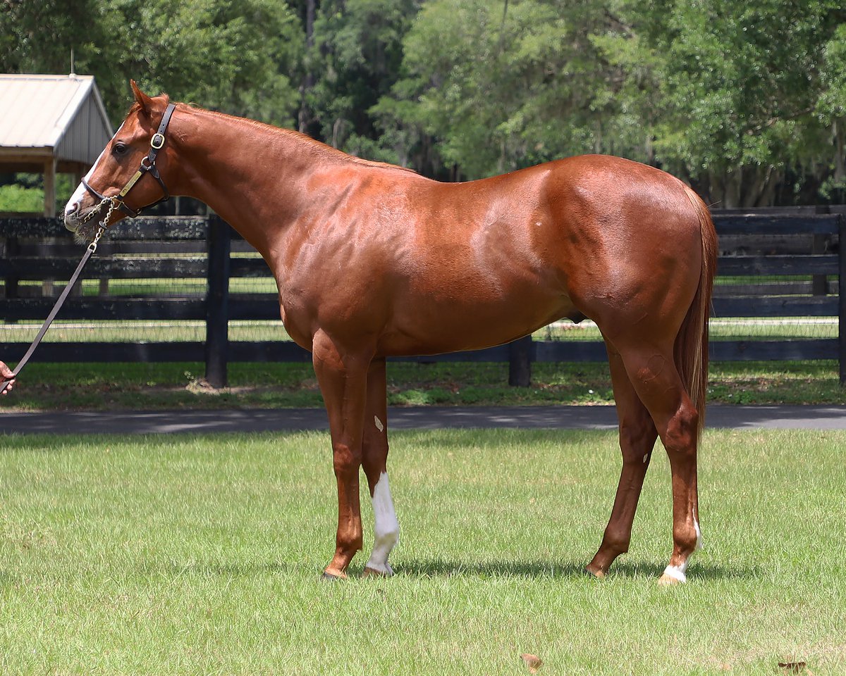 JUSTIFY colt o/o Weekend Strike (Hip 400) sells for $425,000 at the Midlantic May 2YO Sale! Congrats to the connections: B: Pedro Lanz, agt for KAS Stables C: @HartleyDeRenzo Thoroughbreds, agt #FasigMD @coolmoreamerica @2yovar