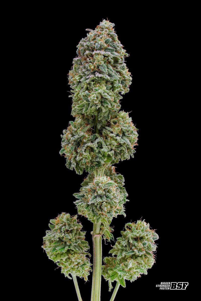 bsfseeds tweet media