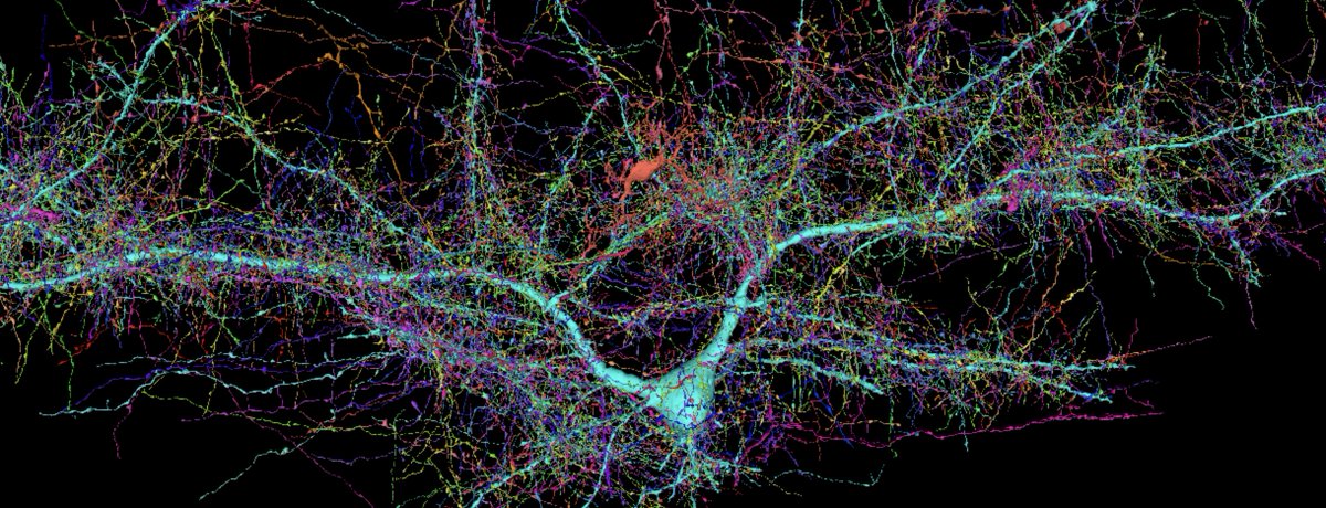 Nanoscale reconstruction of 1mm^3 of human cortex. Best of all, they dropped a website where you can freely explore the results in 3D (like below: the 4000 synaptic inputs to one pyramidal cell). How far we've come, and how much left there is to learn.

h01-release.storage.googleapis.com/gallery.html