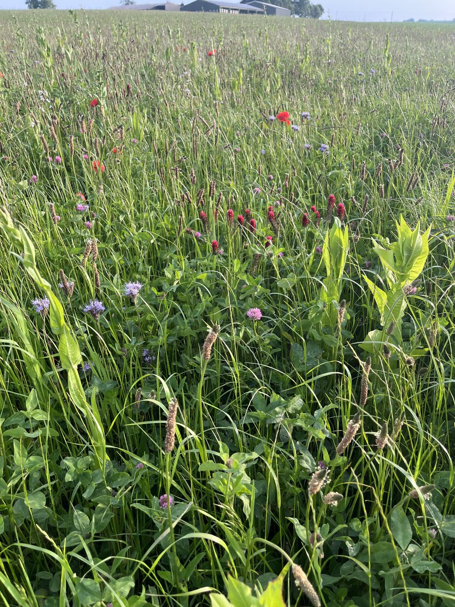 Dr Nick Wilson tweet media