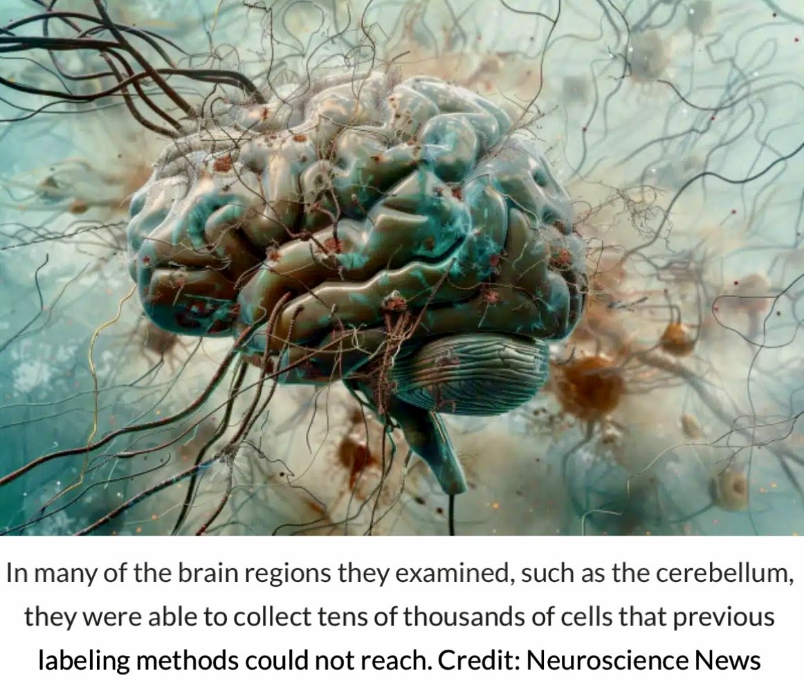 🧠 #CRISPR Screen Unlocks Brain’s “Black Box” Source: @scrippsresearch #Genetics #Neuroscience #HealthTech #Vivatech 👉neurosciencenews.com/crispr-genetic… Scientists have developed a #groundbreaking #CRISPR screening method called “in vivo Perturb-seq” @CurieuxExplorer @Khulood_Almani