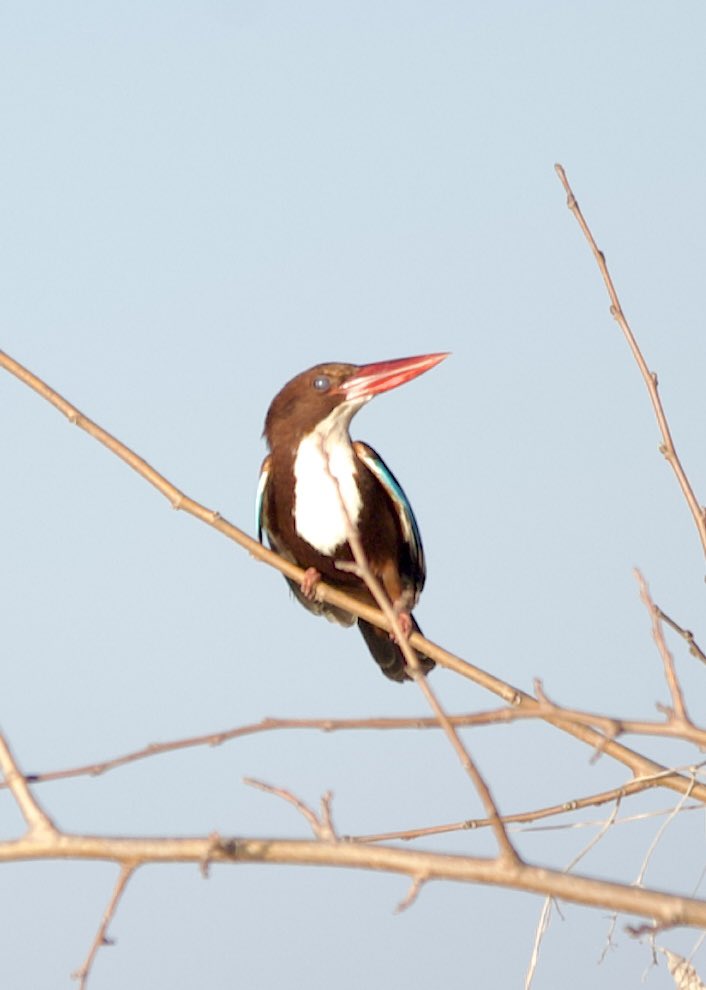 👀 White-throated kingfisher - Halcyon smyrnensis - İzmir yalıçapkını #birdphotography #birdwatching #BirdsSeenIn2024 #BirdsOfX #nature撮影 #NaturePhotography #GardensHour #NatureBeauty #naturetherapy #Sigmaライバー #wildlifephotography #nikonphotography #nikonz6ii #hangitür