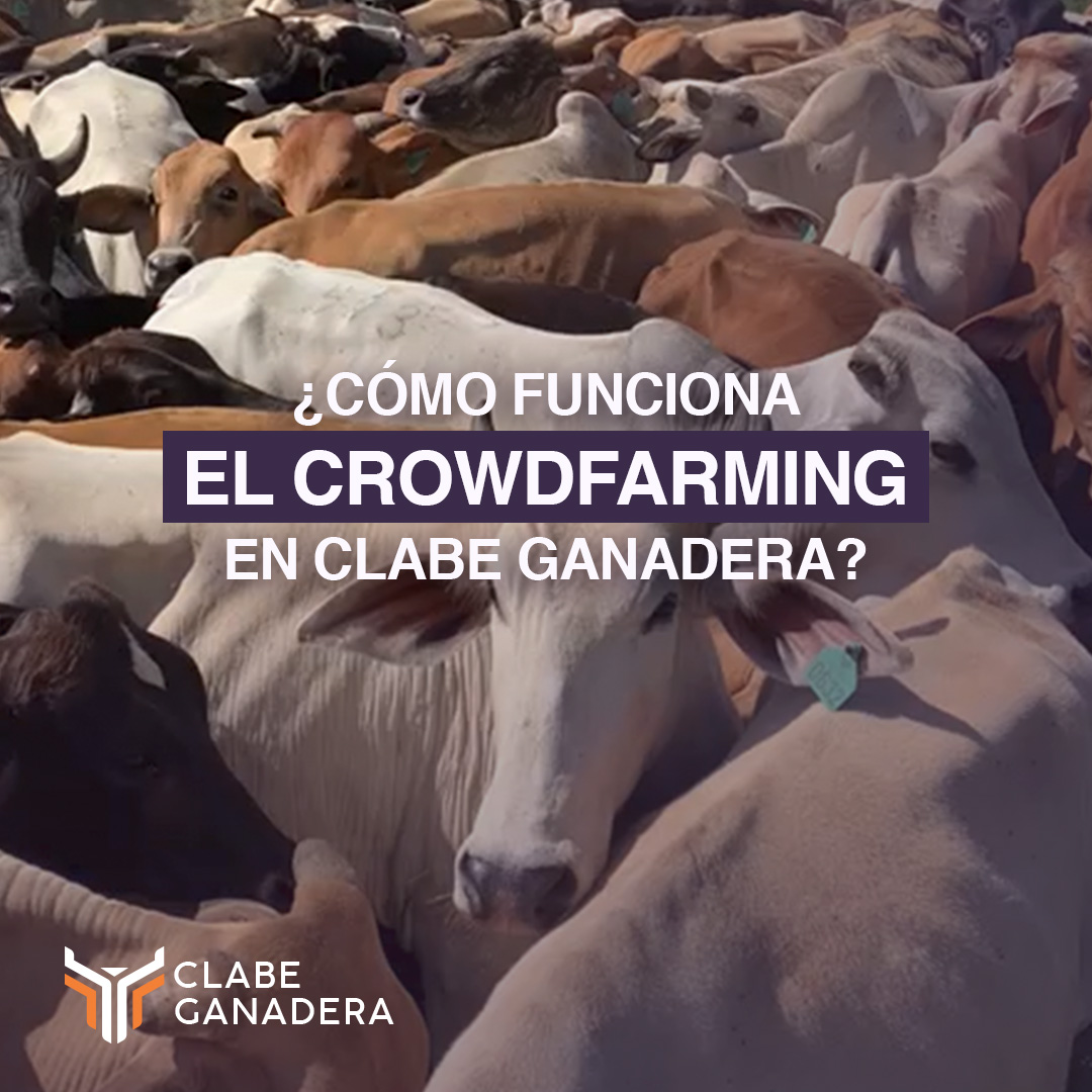 Nuestro objetivo es impulsar la economía colaborativa.

Participa y comparte beneficios en función de los kilogramos ganados durante el proceso productivo.

#ClabeGanadera #Venezuela #Crowdfarming