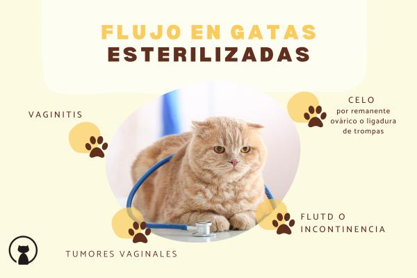 Flujo en gatas esterilizadas: causas y tratamientos soyungato.com/flujo-en-gatas… #razasdegatos