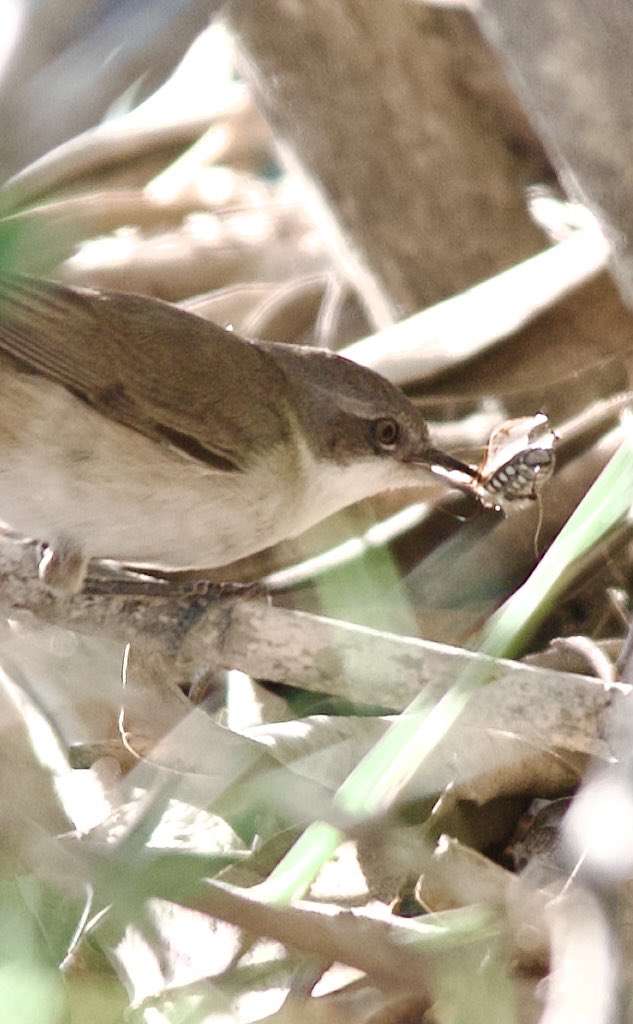 Lesser whitethroat - Curruca curruca - Küçük akgerdan #birdphotography #birdwatching #BirdsSeenIn2024 #BirdsOfX #nature撮影会 #naturelovers #NaturePhotography #NatureBeauty #Sigmaライバー #wildlifephotography #nikonphotography #nikonz6ii #hangitür