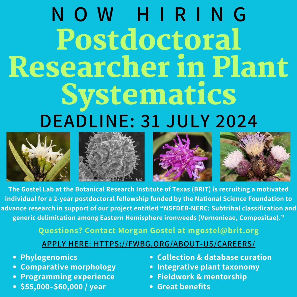 We are recruiting @NSF-funded #Postdoc in #plant #systematics, #biodiversity, #evolution, #taxonomy, #phylogenomics

Apply here: paycomonline.net/v4/ats/web.php…

Deadline: 31 July 2024 📅

Please share #IAmABotanist #BotanyJobs
@fwbotanicgarden @KewAfrica