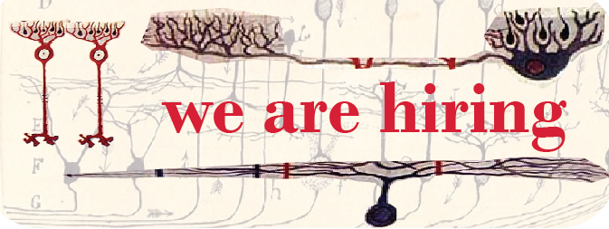 Job opening! 

My lab at U of Illinois, Chicago is recruiting a research specialist/lab technician to study neurobiology of the retina and visual behavior. vlasitslab.org

Direct link to the position details and application:
uic.csod.com/ux/ats/careers…

Apply by June 5!