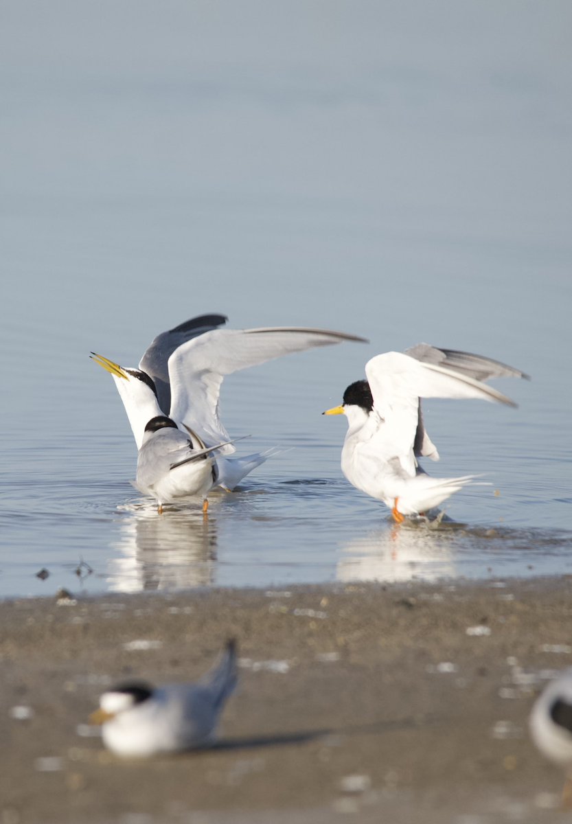 Little tern - Sternula albifrons - Küçük sumru #BirdsSeenIn2024 #birdwatching #birdphotography #BirdsOfX #naturelovers #GardenersWorld #NaturePhotography #NatureBeautiful #flowerphotography #wildlifephotography #nikonphotography #hangitür