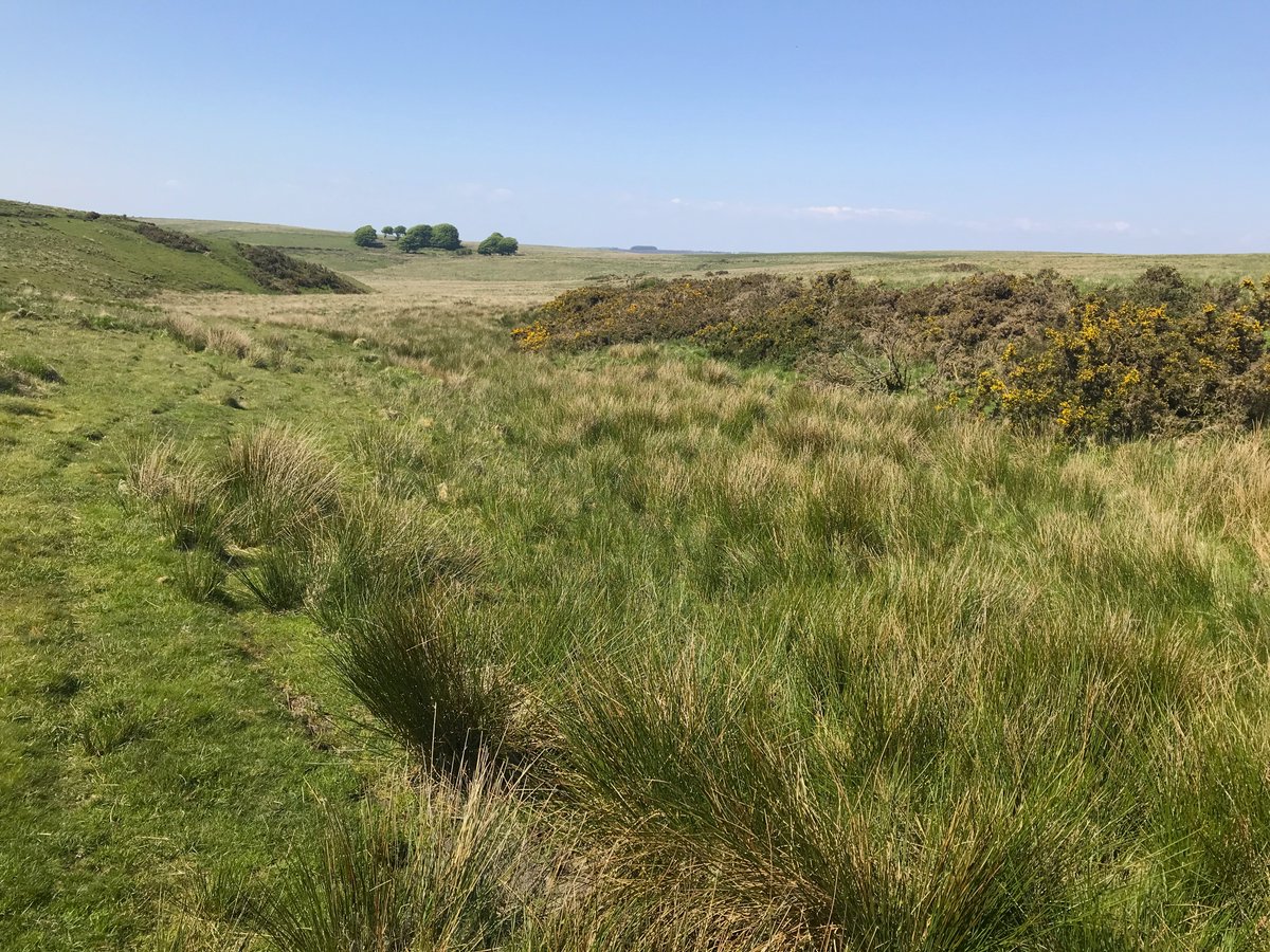 Source of Badgworthy Water, Exmoor with Larkbarrow Dark Sky Hub in the background. Wild and remote. @ExmoorwithJack @ExmoorNP @ExmoorNPCs @greathangman @SusanLocke7 @StormHour #exmoor #scenery #moor