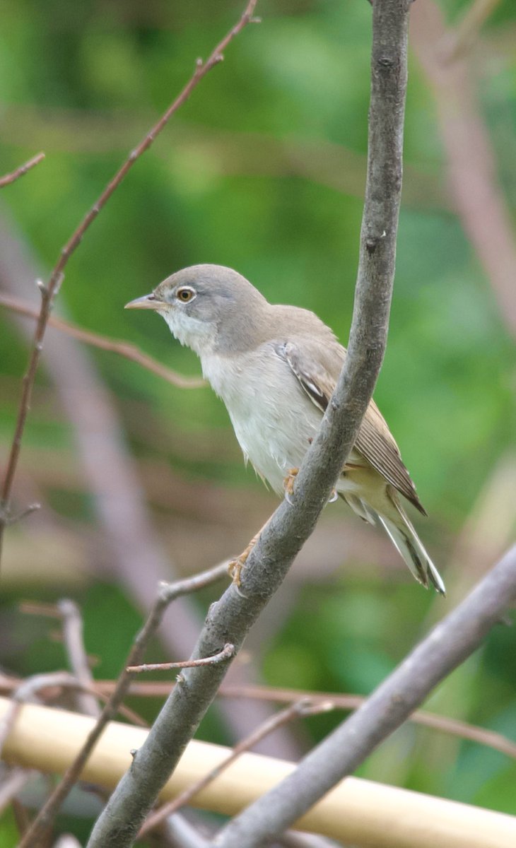 Common whitethroat - Curruca communis - Akgerdanlı ötleğen #BirdsSeenIn2024 #birdwatching #birdphotography #BirdsOfX #naturelovers #GardenersWorld #NaturePhotography #NatureBeautiful #flowerphotography #wildlifephotography #nikonphotography #hangitür