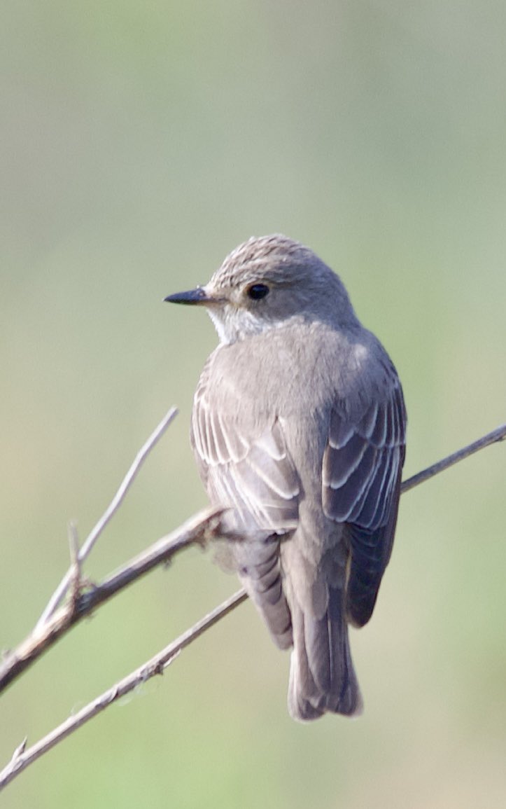 Spotted flycatcher - Muscicapa striata - Benekli sinekkapan #birdphotography #birdwatching #birdart #BirdsSeenIn2024 #BirdsOfX #nature撮影会 #naturelovers #NaturePhotography #GardeningX #Sigmaライバー #wildlifephotography #nikonphotography #nikonz6ii #hangitür