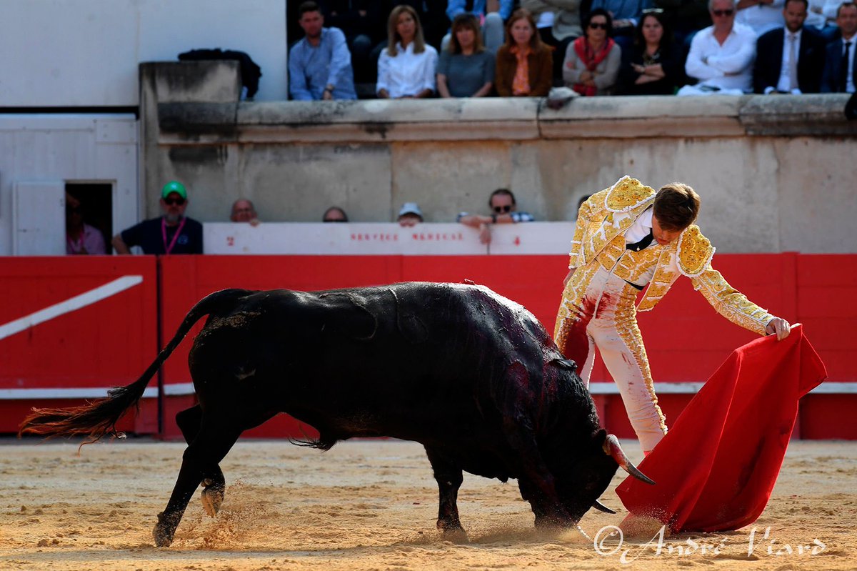 Tierras Taurinas tweet media