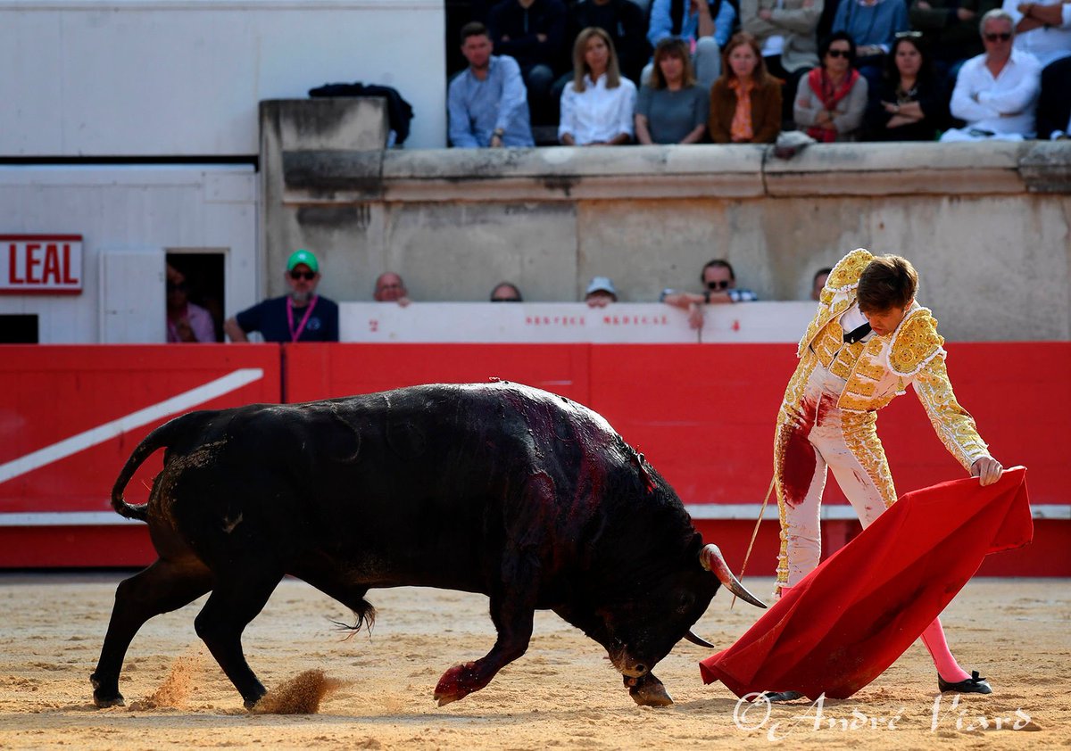 Tierras Taurinas tweet media