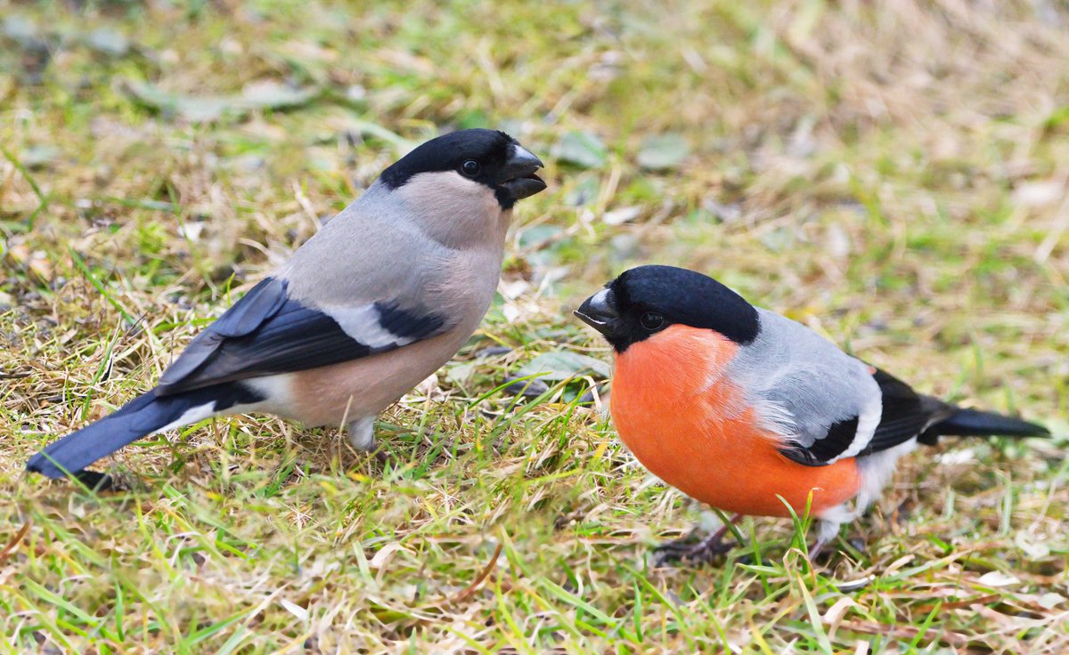 Es hat sich herausgestellt, dass ein gutes Fliegennetz auch Dompfaffweibchen daran hindert ins Schlafzimmer einzudringen