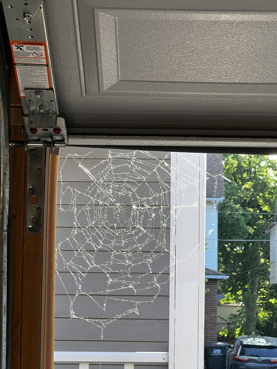 Always appreciate when the light hits something just perfectly. 🕷️