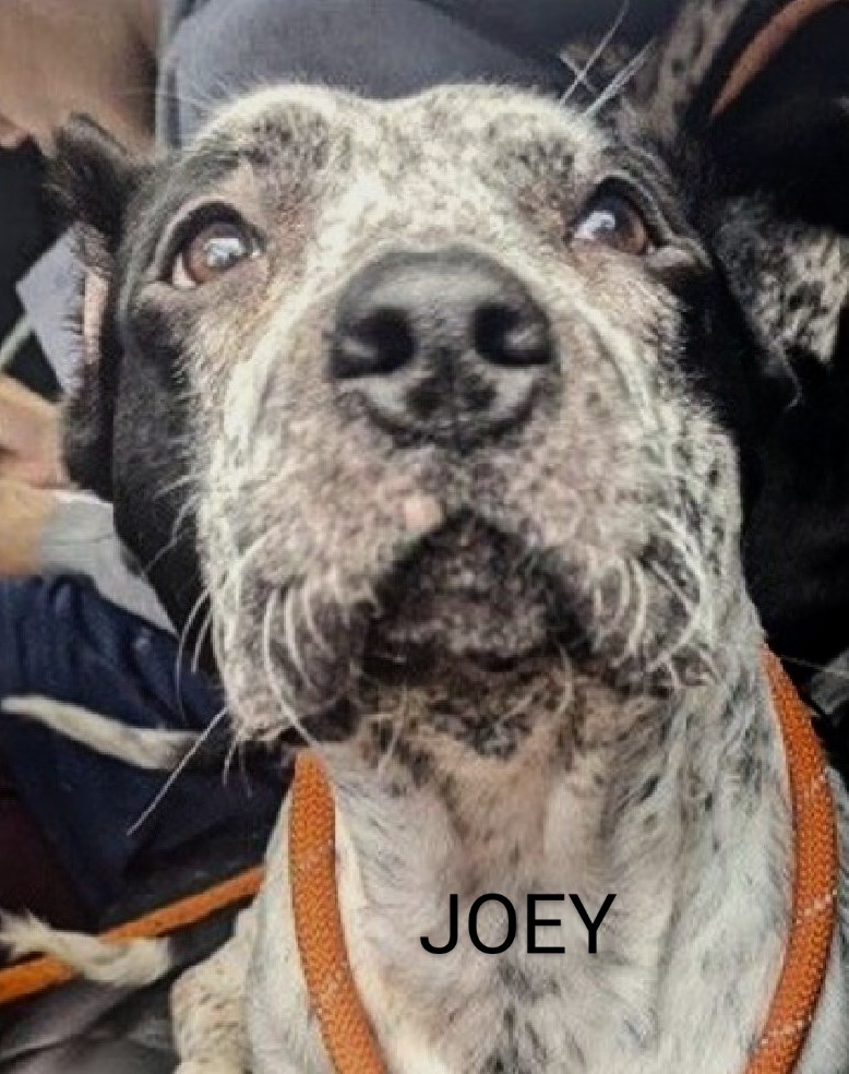 JOEY🩷 199915 #NYCACC Pretty, 2 yr old JOEY came in with CHANDLER. Friendly & very affectionate!💞 Playful w/strangers, kids & dogs!🤗 Lots of energy! Housetrained⭐ Loves bath time 💦 & chicken! Scared at shelter & hides in her kennel😔 PLEASE FOSTER/RESCUE #PLEDGE 🙏🆘💉😔🩷