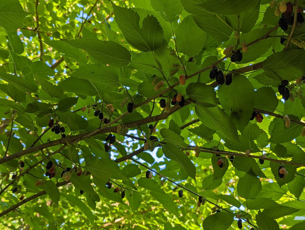Not related to my usual VR posts...  Today I spent some time in my yard and picked #berries - #cherries & #mulberries! 😋🍒🥧

#nature #summer #lovemyyard #food #homemade #homesteading