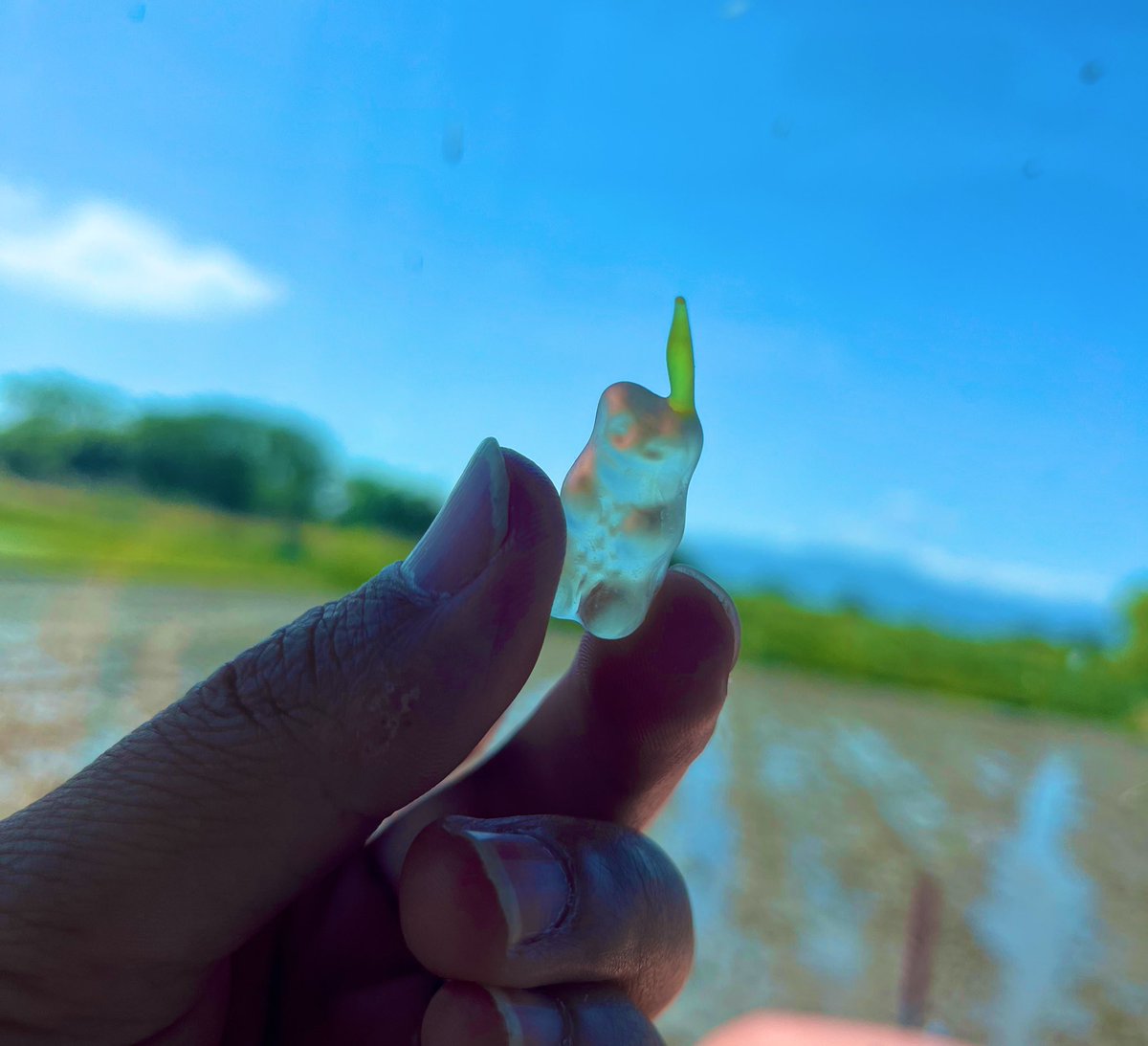 ハリボーピクミン