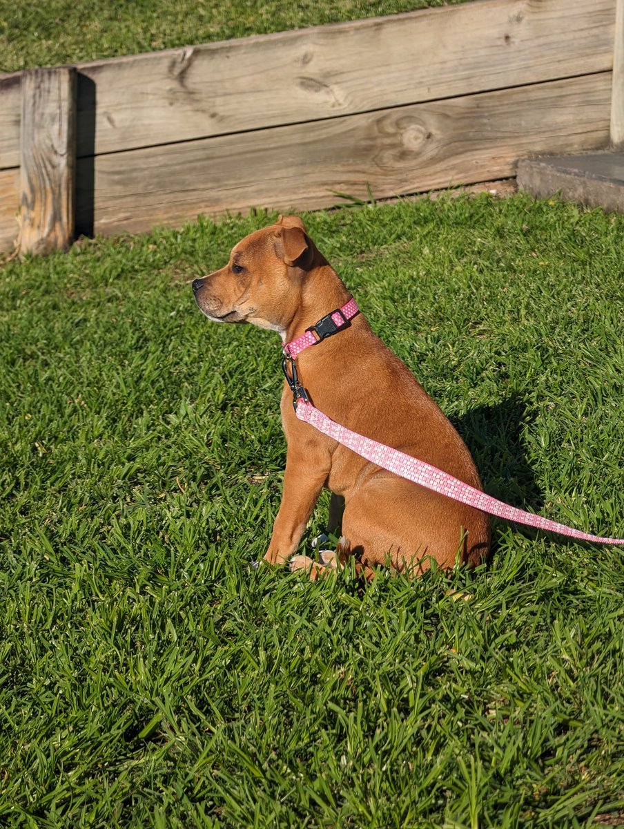 The new addition. #staffy