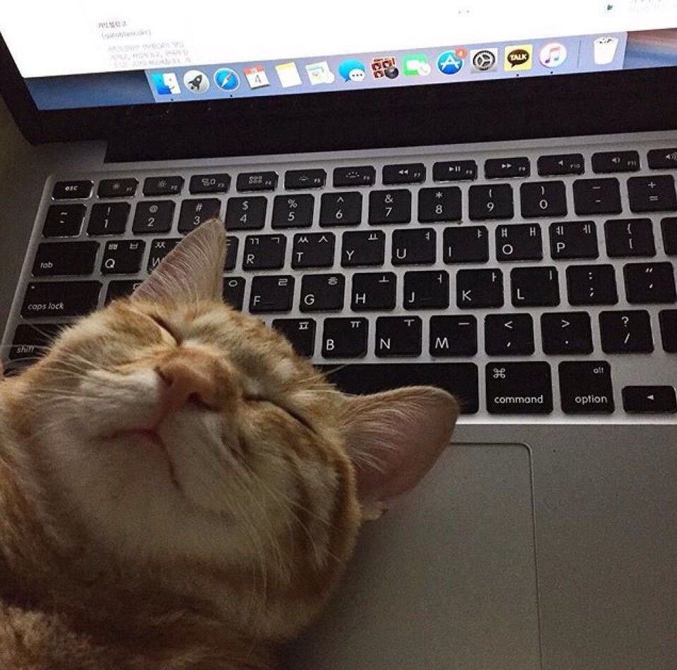 PunchingCat's tweet photo. eepy https://t.co/mWRog1Exmq