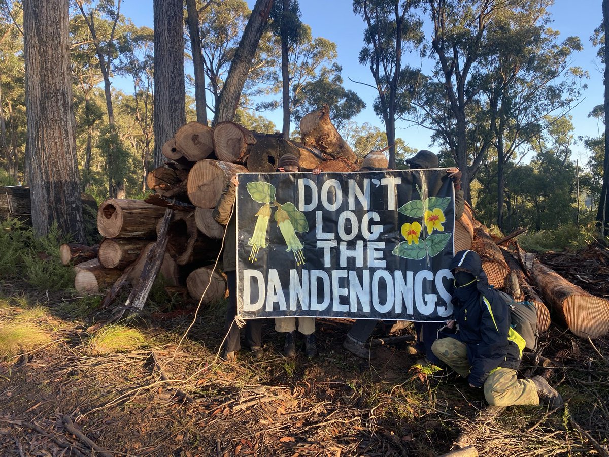 Another beautiful, misty morning halting logging in the Dandenong & Yarra Ranges NPs 💚 Thousands of tourists visit these incredible forests every year. No one wants to go & see them destroyed by logging. @JacintaAllanMP must act now to end this for good.