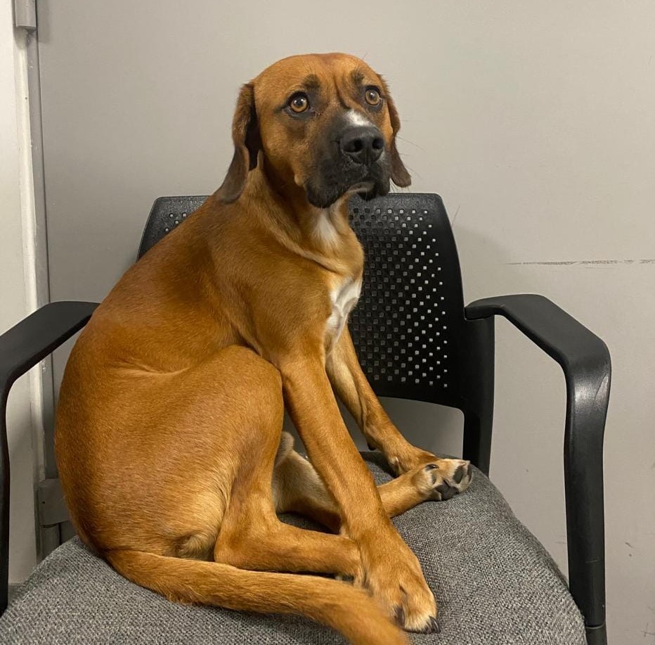 Este perrito quedó abandonado en el Aeropuerto de Santiago pues su dueño no hizo los trámites que necesitaba para viajar con él. Necesita, urgentemente, un HT u HD. Está retenido en la aduana y tememos que se 'deshagan' de él. Si puedes ayudar, llama al +56982693267. Favor RT!