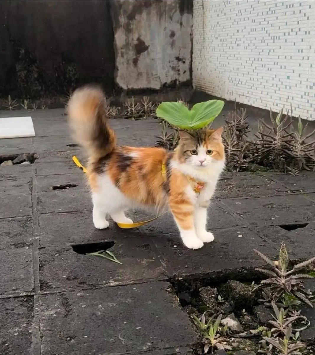 🌱