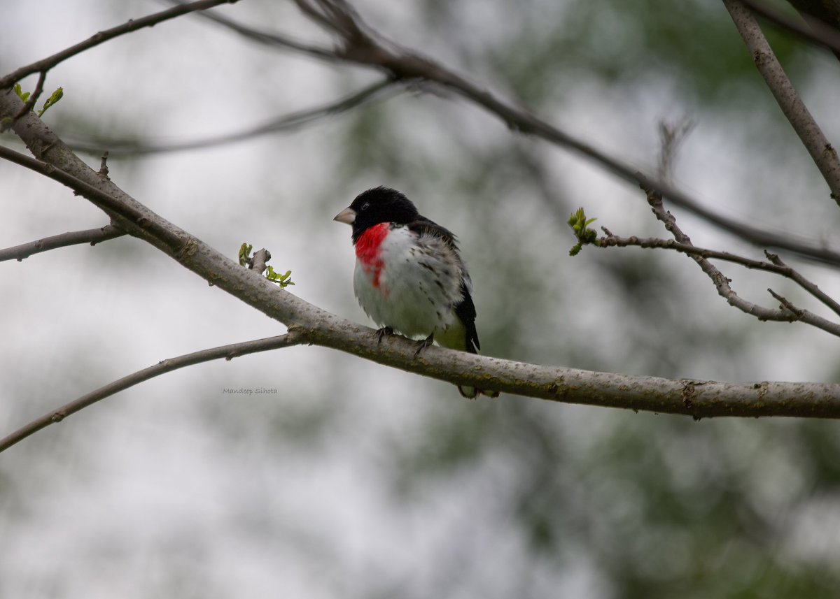 Rose-breasted grosbeak a lifer that I finally got, not the greatest shot, but quite happy with this find😊 birds #birding #birdsinwild #birdphotography #Smile #twitterbirds #twitternaturecommunity #Canon #twitternaturephotography #IndiAves #Birdsoftwitter #Canonphotography